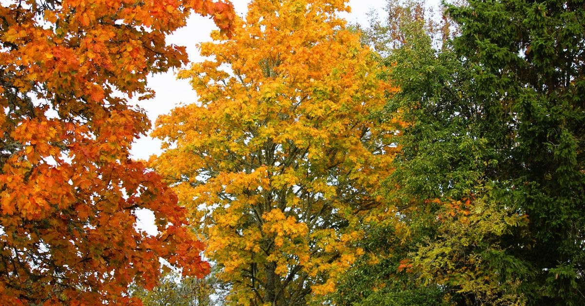 Creează umbra perfectă: alege arborii de foioase care-ți răcoresc grădina