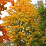 Creează umbra perfectă: alege arborii de foioase care-ți răcoresc grădina