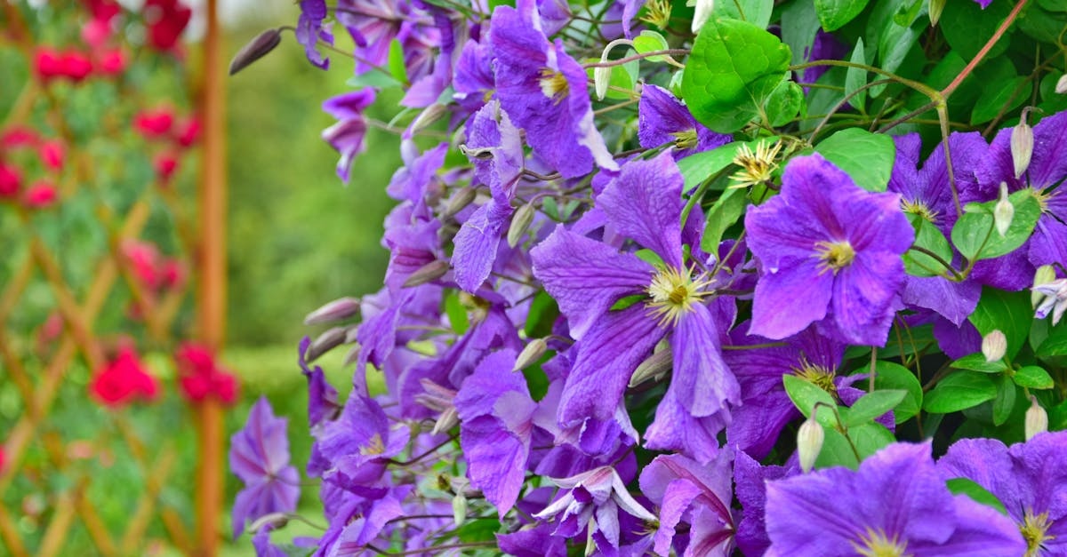 Reînflorire de poveste: tăierea corectă a clematitelor cu flori mari imediat după înflorire