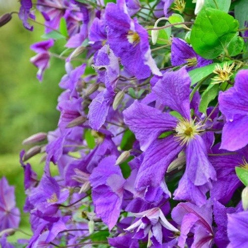 Reînflorire de poveste: tăierea corectă a clematitelor cu flori mari imediat după înflorire