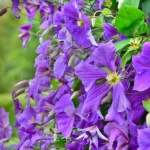 Reînflorire de poveste: tăierea corectă a clematitelor cu flori mari imediat după înflorire
