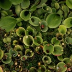 Transformă ploile în frumusețe: amenajează o grădină de ploaie cu plante care filtrează apa
