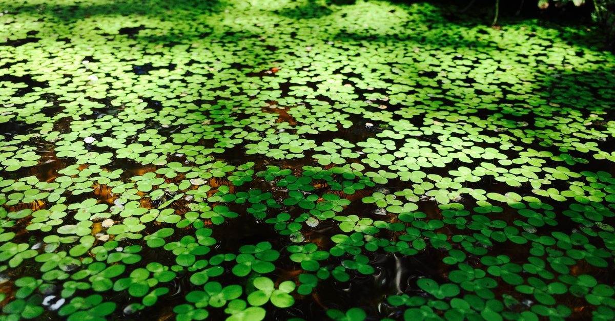 De la vis la iaz viu: ghidul tău pentru o grădină biotop plină de plante acvatice