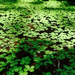 De la vis la iaz viu: ghidul tău pentru o grădină biotop plină de plante acvatice