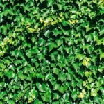 Verde pe ziduri: cum să alegi și să îngrijești iedera comună pentru un efect spectaculos