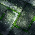 Fără chimicale: soluții naturale care alungă mușchiul și redau strălucirea gazonului