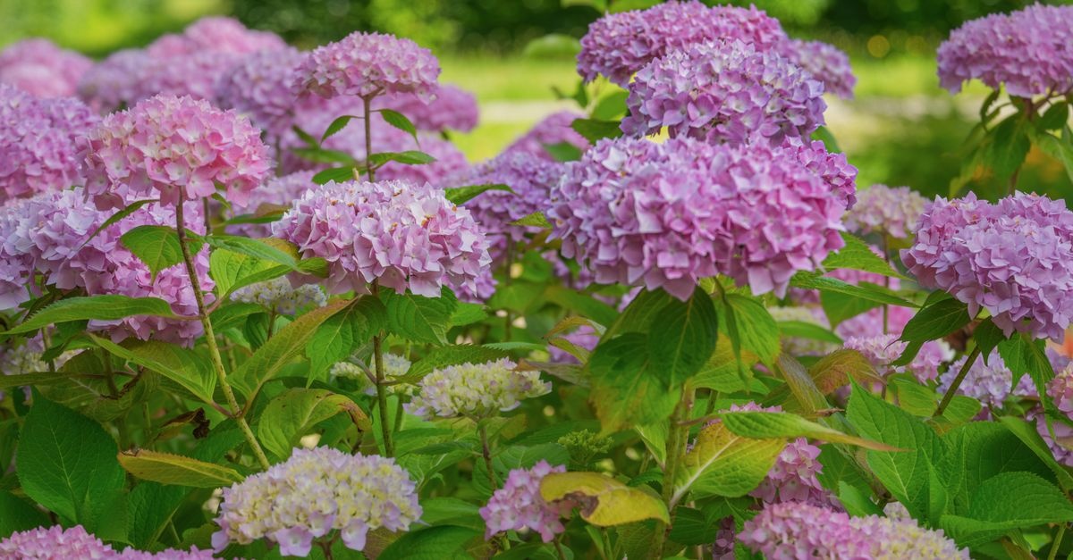 Hortensii arborescente spectaculoase: tăierea corectă după înflorire în 7 pași simpli