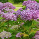 Hortensii arborescente spectaculoase: tăierea corectă după înflorire în 7 pași simpli