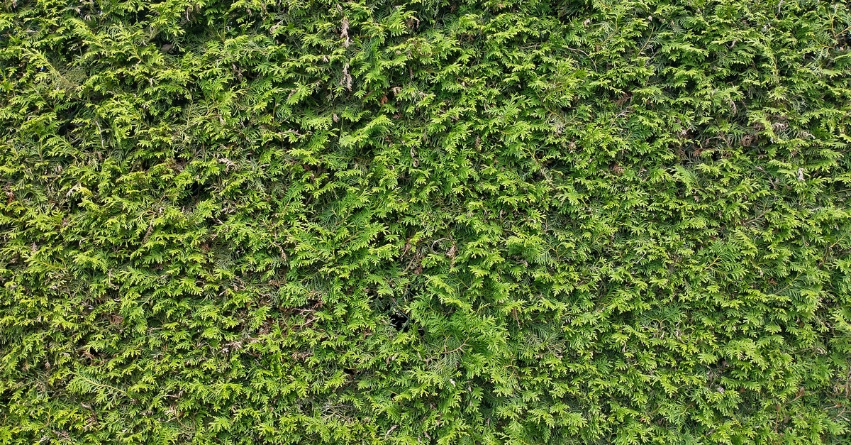 Alege tuia occidentală ideală pentru un gard viu des și mereu verde: sfaturi practice și greșeli de evitat