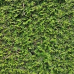 Alege tuia occidentală ideală pentru un gard viu des și mereu verde: sfaturi practice și greșeli de evitat