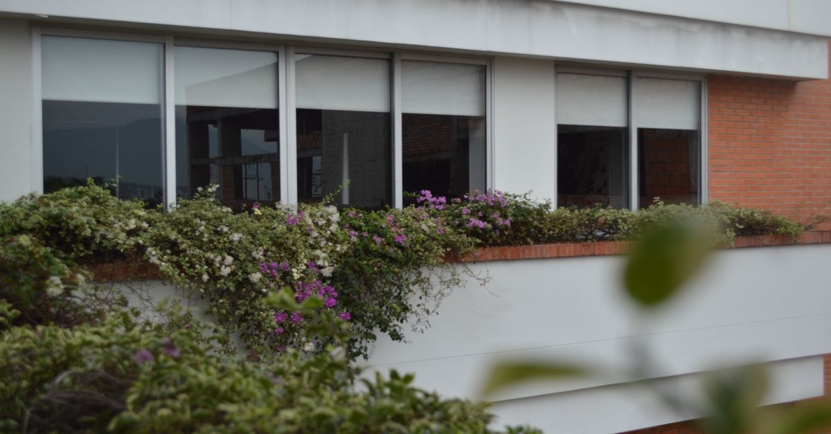 Peretele care prinde viață: ghidul tău DIY pentru o grădină verticală de balcon
