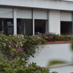 Peretele care prinde viață: ghidul tău DIY pentru o grădină verticală de balcon
