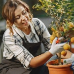 Balconul care rodește: transformă-ți ghivecele într-o livadă de cireși și caiși
